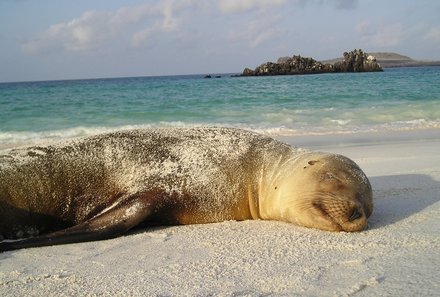 Familienurlaub Galapagos - Galapagos Family & Teens - Schlafende Robbe