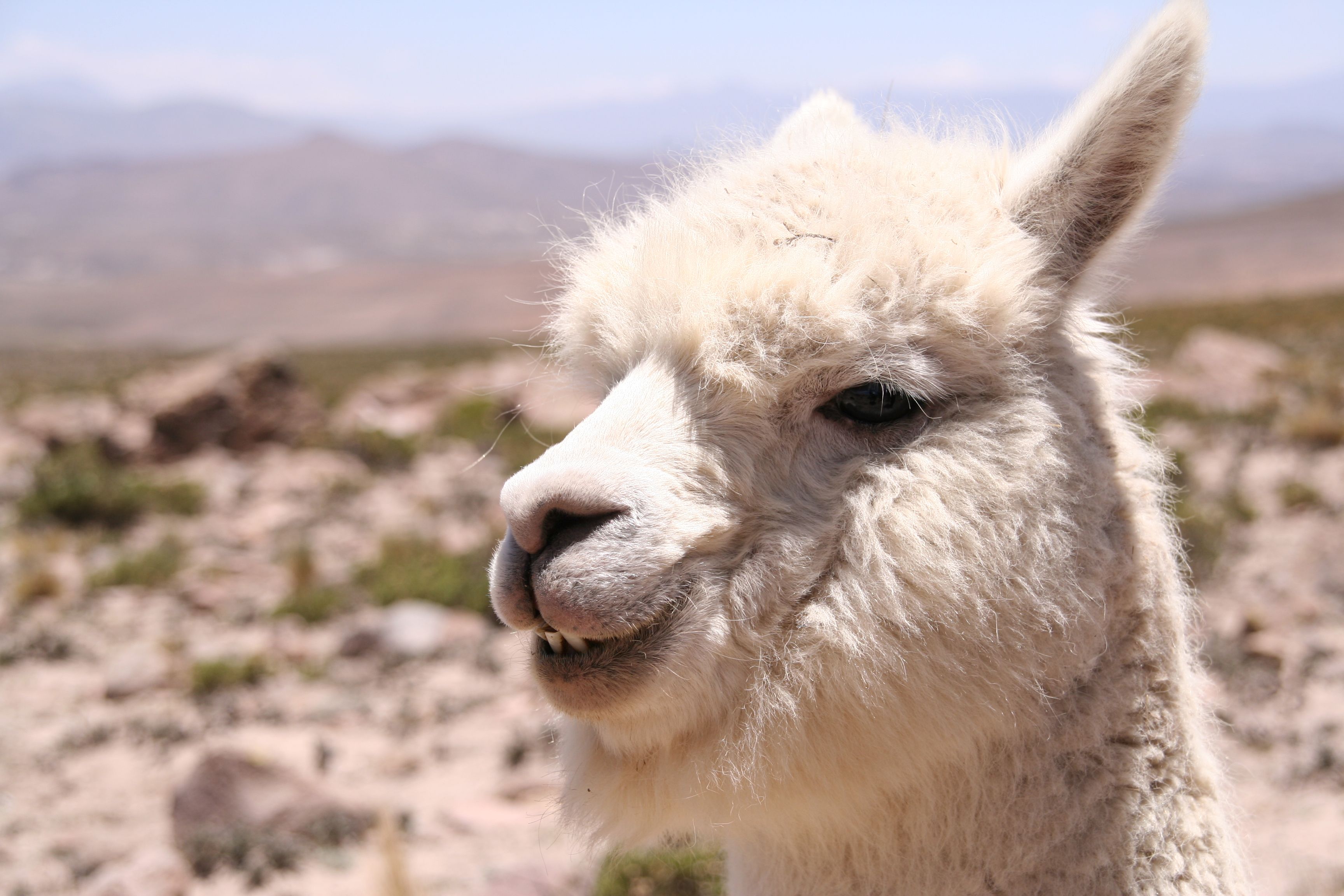 Südamerika Reisen mit Kindern - Peru mit Kindern - Kleinkamel