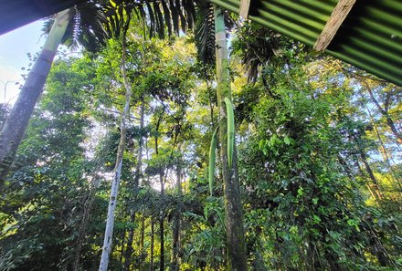 Familienreise Costa Rica - Costa Rica for family - La Tigra Rainforest Lodge - Blick auf Dschungel