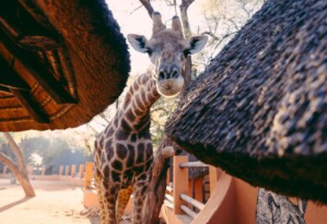Namibia mit Kindern - Namibia for family - Omaruru Game Lodge - Giraffe