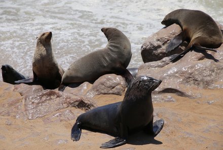 Südafrika Fernreisen mit Kindern - die beliebtesten Familienreisen von For Family Reisen - Seehunde