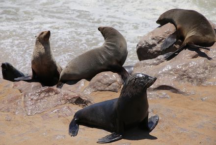 Namibia mit Kindern - Namibia for family individuell - Robbenkolonie in Swakopmund