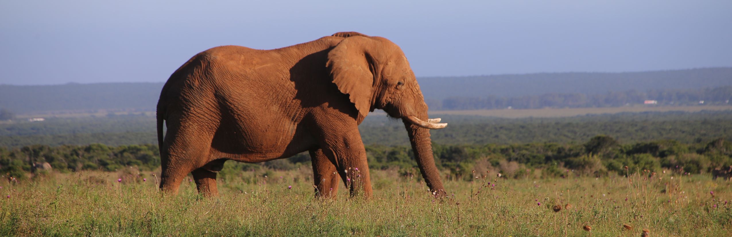 Südafrika Familienreise - Elefant