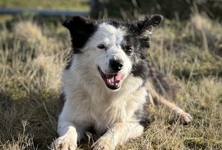 Schottland Familienreise - Schottland mit Kindern - Border Collie