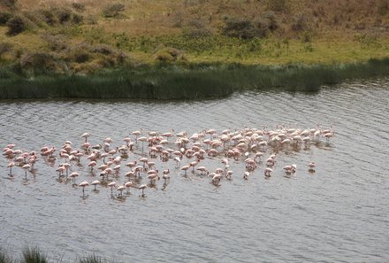 Tansania Familienurlaub - Tansania for family - Flamingos im Momella Lake