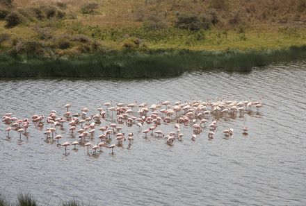 Familienreise Tansania - Tansania for family individuell Best of Familiensafari Serengeti - Flamingos im Momella Lake