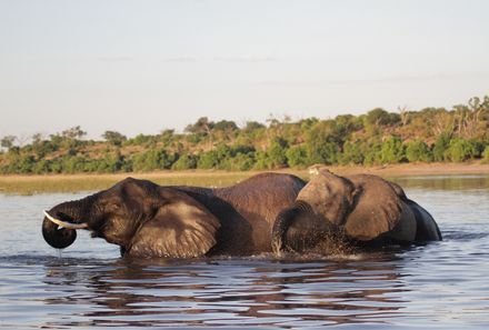 Botswana Familienreise - Botswana Family & Teens - Elefanten baden im Wasser
