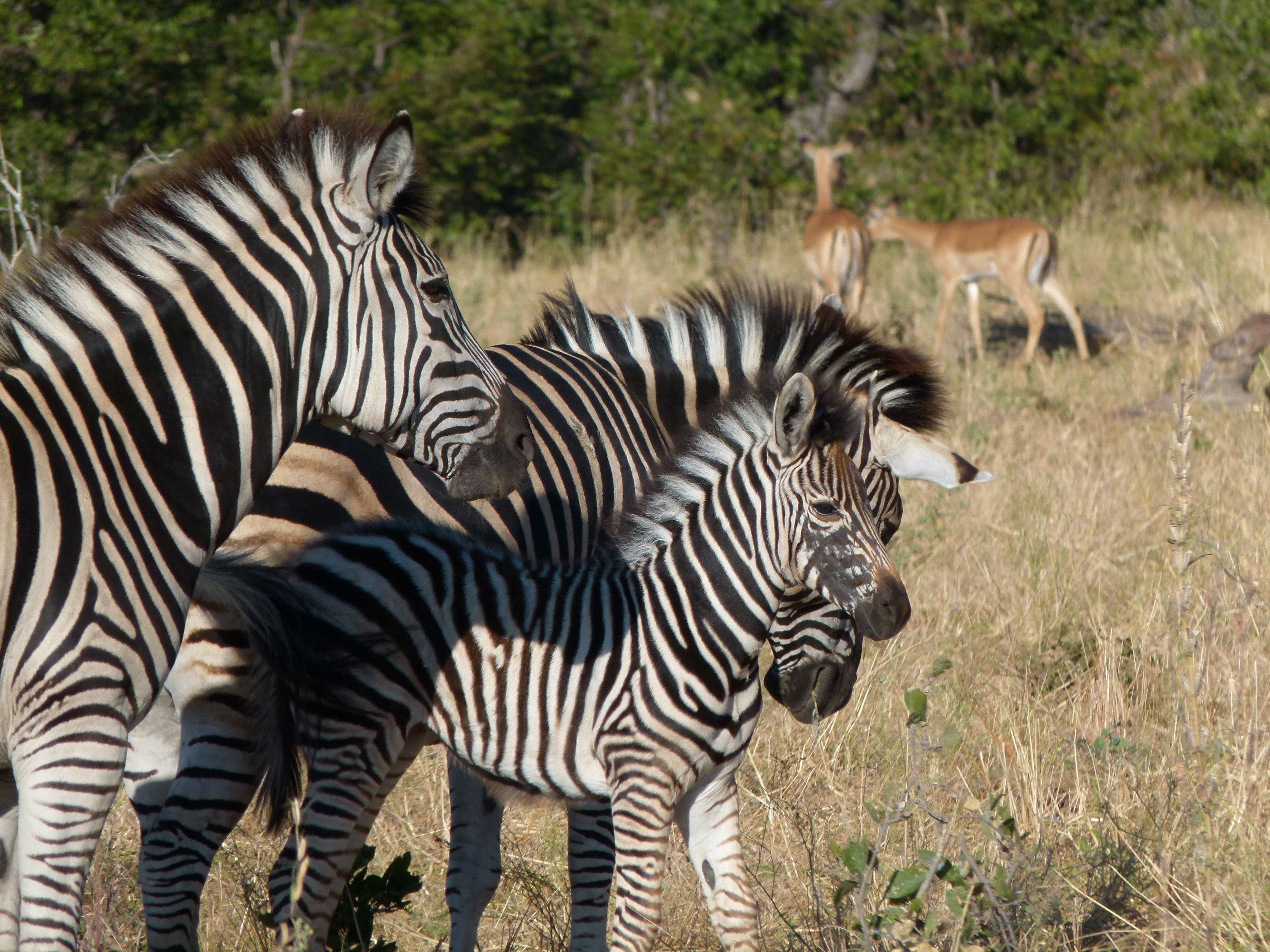 Botswana mit Jugendlichen - Zebras