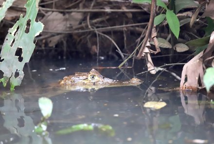 Costa Rica mit Kindern - Costa Rica for family individuell - Krokodil bei der Bootstour
