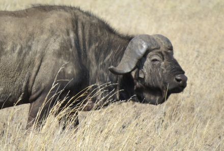 Tansania Familienreise - Tansania for Family individuell - Arusha Nationalpark - Büffel
