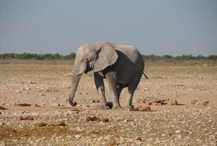 Namibia mit Kindern - Namibia individuell - Elefant in Namibia