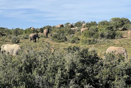 Familienreise Garden Route - Garden Route for family - Addo Elephant Nationalpark - Elefantenherde im Gras