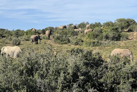 Familienreise Garden Route - Garden Route for family - Addo Elephant Nationalpark - Elefantenherde im Gras