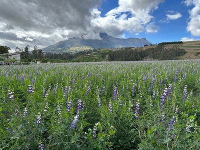 Feedback ECFFAL Sommer 2023 - Ecuador und Galapagos for family - Blick auf Cotopaxi