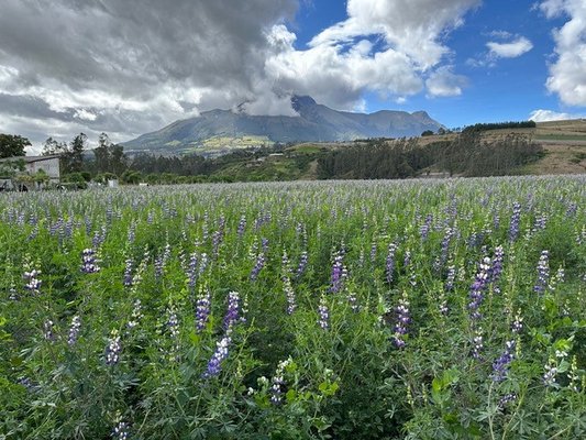 Feedback ECFFAL Sommer 2023 - Ecuador und Galapagos for family - Blick auf Cotopaxi