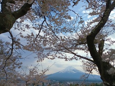 Feedback JPFFAL April 2023 - Japan for family