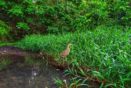 Costa Rica mit Kindern - Verlängerung - Tortuguero - Vogel 