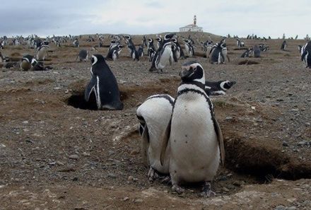 Chile & Argentinien Familienreise - Chilie & Argentinien Family & Teens - Magellan Pinguin