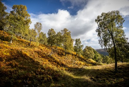 Schottland Familienreise - Schottland mit Kindern - Rewilding Besucherzentrum Wald