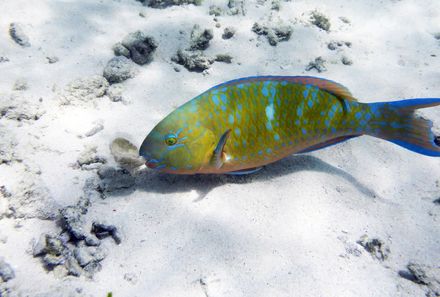 Kenia Familienreise - Kenia for family individuell - Diani Beach - grüner Fisch