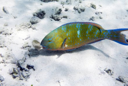 Kenia Familienreise - Kenia Family & Teens - Fisch 