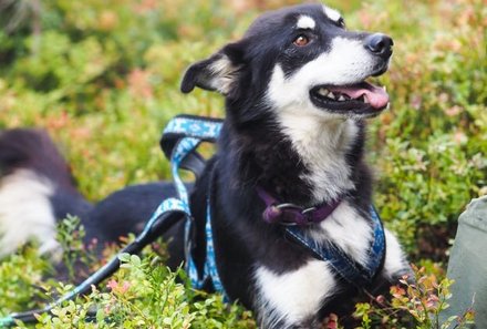 Finnland Familienreise - Finnland for family - Erkundung der Natur - Husky