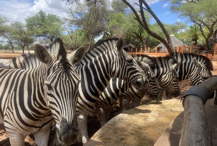Namibia Familienreise - Namibia for family - Erongo Gebirge - Omaruru Game Lodge - Zebras am Wasserloch