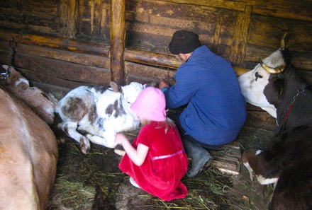 Rumänien mit Kindern - Landleben Rumänien - Kälbchen