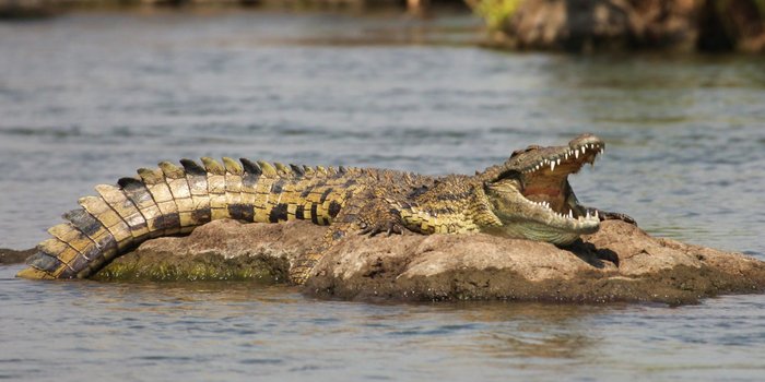 Familienreise in Botswana - Sehenswürdigkeiten in Botswana - Krokodil