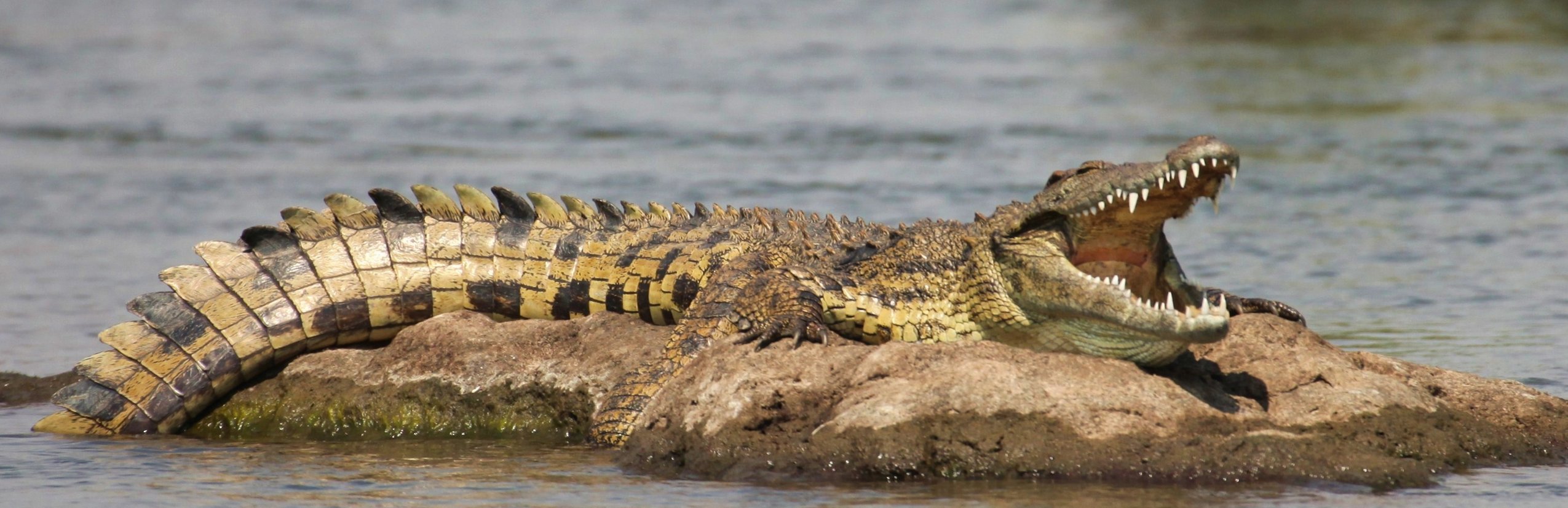 Familienreise in Botswana - Sehenswürdigkeiten in Botswana - Krokodil