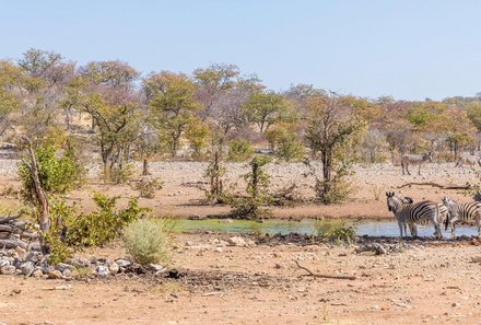 Namibia Deluxe Familienreise - Epacha Game Lodge - Zebras am Wasserloch 