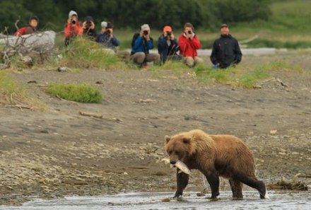 Kanada mit Kindern - Großeltern reisen mit Kindern - Bär mit Lachs