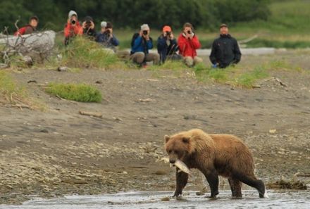 Vorstellung neuer Familienreisen - Kanada mit Kindern - Bär mit Lachs