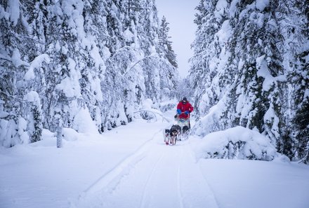 Schweden for family Winter - Hundeschlittentour - Winter