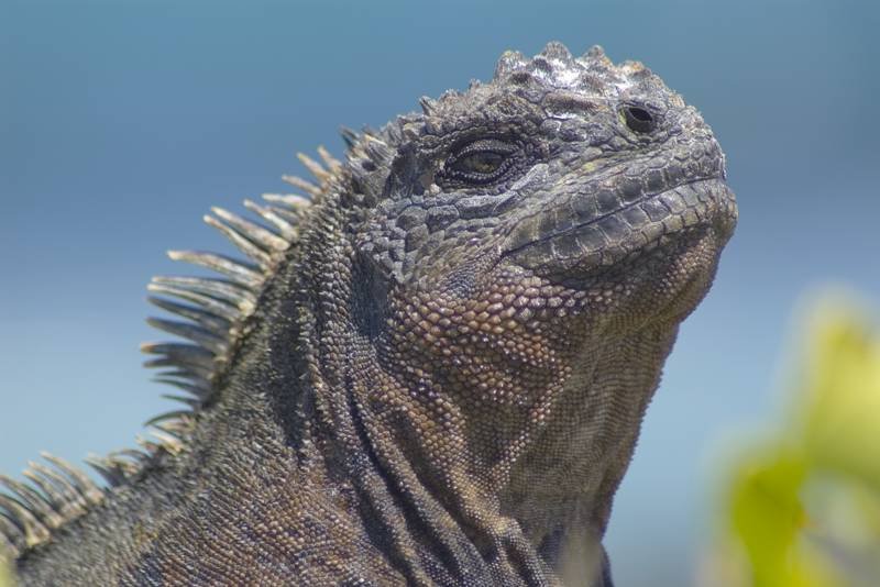 Galápagos mit Kindern - Beste Reisezeit und die Besonderheiten von Galapagos - Leguan