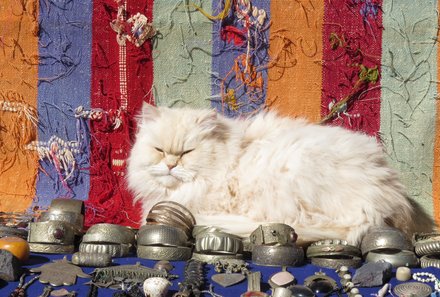 Marokko Rundreise für Familien - Erfahrungsbericht Marokko mit Teens - weiße Katze