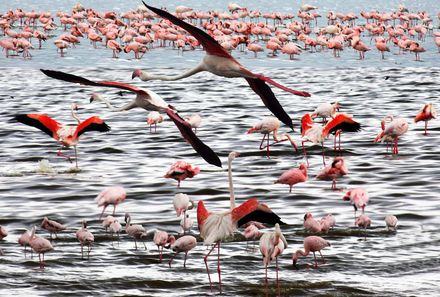 Kenia Familienreise - Kenia for family individuell - Lake Nakuru - Gruppe von Flamingos