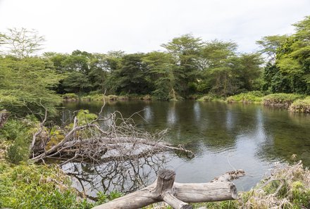 Kenia Familienreise - Kenia for family - Pirschfahrt durch den Tsavo West Nationalpark - Mzima Springs