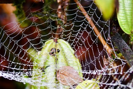 Familienreise Malaysia - Malaysia & Borneo Family & Teens - Spinnennetz im Mossy Forest 
