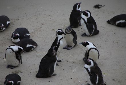 Familienreise Garden Route - Südafrika Family & Teens - Hermanus - Pinguine - Bettys Bay