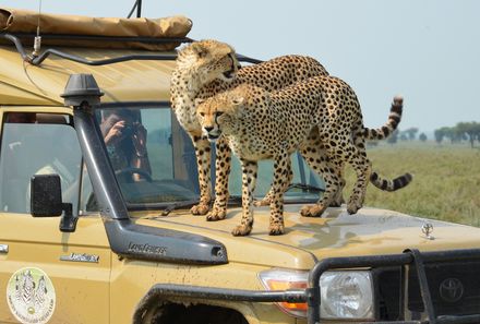 Tansania Familienreise - Tansania Family & Teens individuell - Tarangire Nationalpark - zwei Leoparden auf Auto