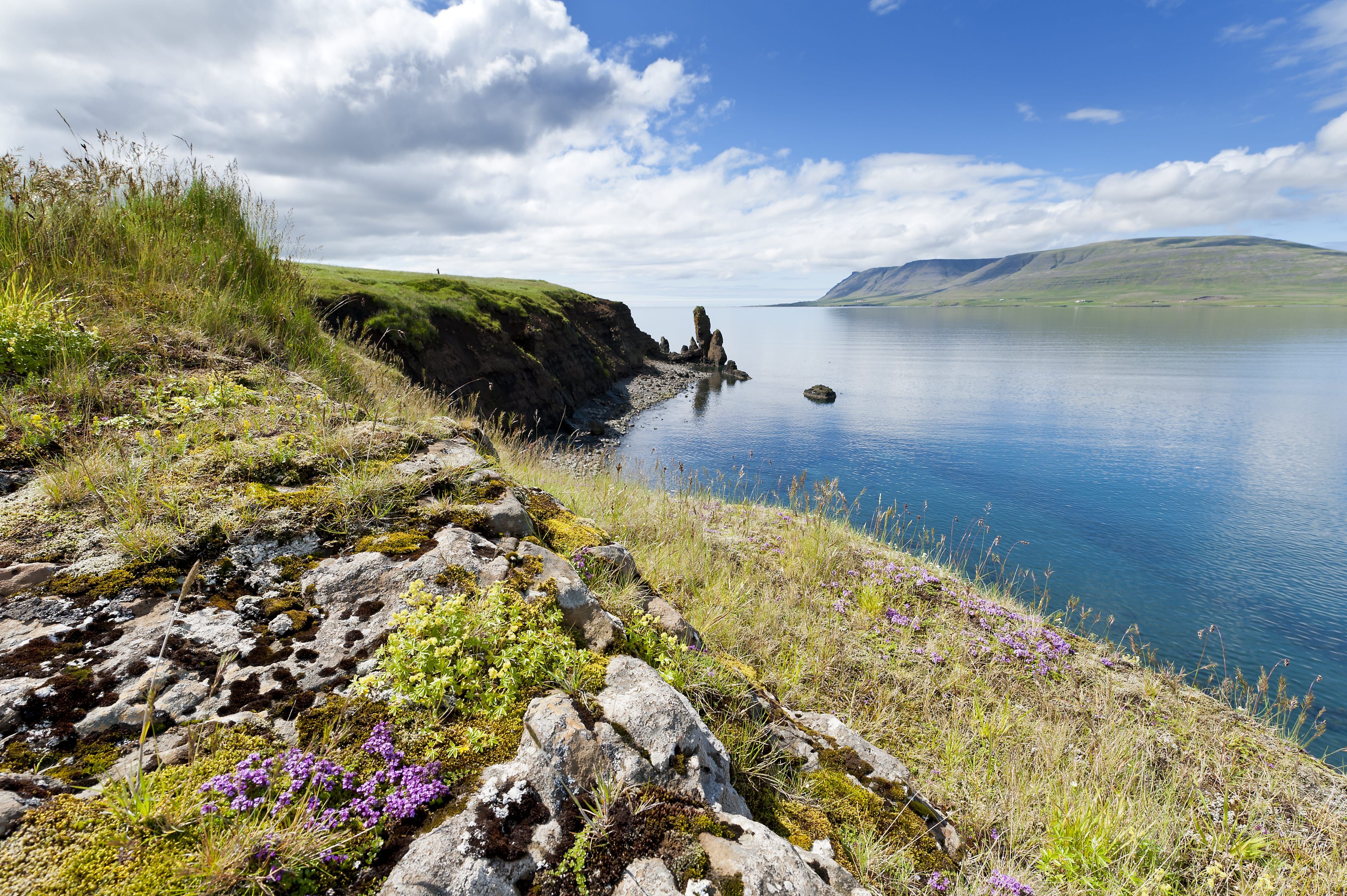 Zehn Gründe für einen Urlaub mit Kindern in Island - Pflanzenwelt von Island