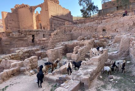 Reisebericht Jordanien Rundreise mit Kindern - Petra - Qasr Bint Firaun mit Ziegen