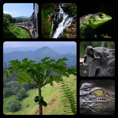 Sri Lanka Familienreise mit Kindern - Collage mit Reisebildern - Bewertung Sri Lanka Familienreise mit Kindern - Collage mit Reisebildern - Bewertung