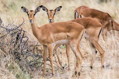 Botswana Familienurlaub - Botswana for family individuell - Antilopen