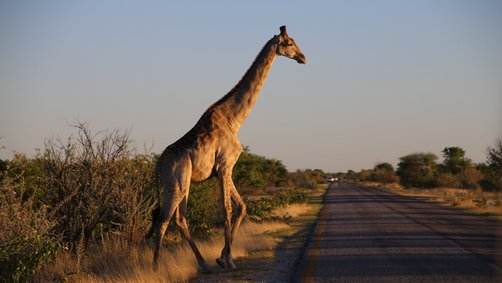 Familiensafaris - Die 6 besten Safari-Gebiete für Kinder - Safaris mit Kindern im Etosha Nationalpark zu Giraffen