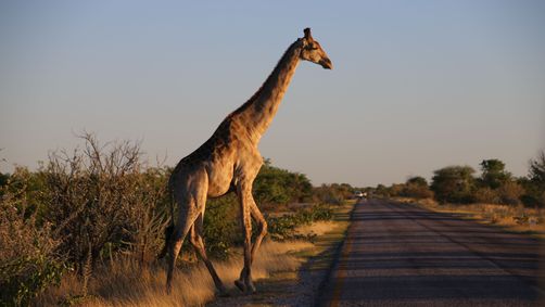 Safaris mit Kindern im Etosha Nationalpark zu Giraffen