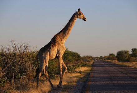 Safari Afrika mit Kindern - Safari Urlaub mit Kindern - beste Safari-Gebiete - Etosha Nationalpark - Giraffe bei Straße
