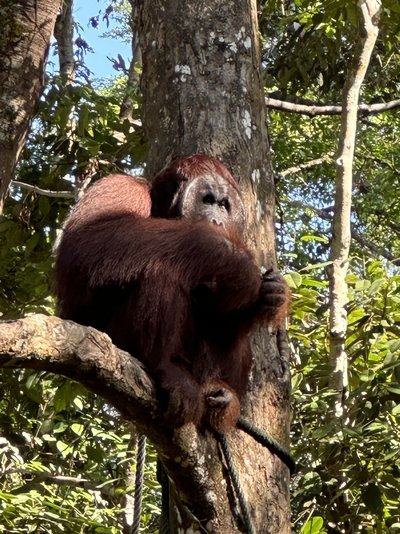 Feedback MYFIAL - Malaysia for family individuell - Sommerferien 2024 - Orang-Utan Feedback MYFIAL - Malaysia for family individuell - Sommerferien 2024 - Orang-Utan