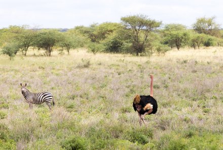 Kenia Familienreise - Kenia for family - Pirschfahrt durch den Tsavo West Nationalpark - Zebra und Strauß